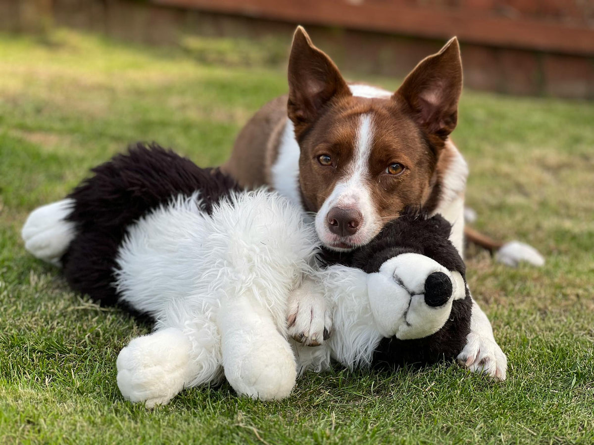 Pet Products